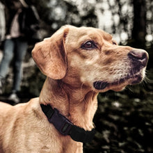 Load image into Gallery viewer, Pet Collar Trainer Rechargeable Automatic Bark Stop, Automatic Bark Stop Black, Automatic Bark Stop Black White Spots