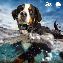 Load image into Gallery viewer, 800m Remote Control Stop Barker Dog Trainer Smart Anti-Disturbance Vibration Collar, With 1 Collar, With 2 Collars, With 3 Collars