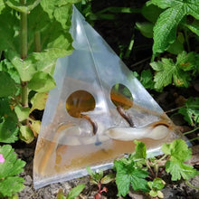 Load image into Gallery viewer, 20pcs /Pack Snail Slug Trap Bag Garden Vegetable Plot Trap Transparent Plastic Bag