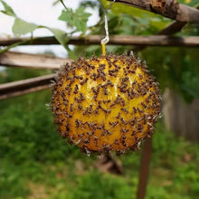 Load image into Gallery viewer, Outdoor Fruit Fly Mosquito Citrus Trap Sticky Ball, Yellow