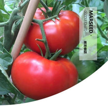 Load image into Gallery viewer, MARSEED Delicious Tomato Seeds, New / Old Packaging Ships Randomly