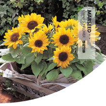 Load image into Gallery viewer, MARSEED Balcony Dwarf Sunflower Seeds Potted Ornamental Flowers Edible Sunflower Seeds, New / Old Packaging Ships Randomly