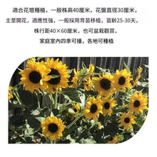 Load image into Gallery viewer, MARSEED Balcony Dwarf Sunflower Seeds Potted Ornamental Flowers Edible Sunflower Seeds, New / Old Packaging Ships Randomly