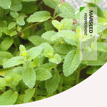 Load image into Gallery viewer, Herb Collection Spice Seeds, New / Old Packaging Ships Randomly, Cedarwood, Lemon Basil, Thyme