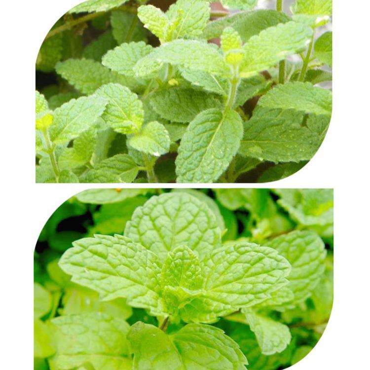 Herb Collection Spice Seeds, New / Old Packaging Ships Randomly