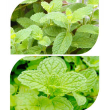 Load image into Gallery viewer, Herb Collection Spice Seeds, New / Old Packaging Ships Randomly, Cedarwood, Lemon Basil, Thyme