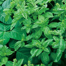 Load image into Gallery viewer, MARSEED Edible Sweet Basil Seeds Four Seasons Balcony Potted Herb Seeds, New / Old Packaging Ships Randomly