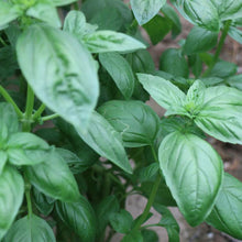 Load image into Gallery viewer, MARSEED Edible Sweet Basil Seeds Four Seasons Balcony Potted Herb Seeds, New / Old Packaging Ships Randomly