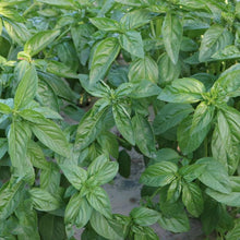 Load image into Gallery viewer, MARSEED Edible Sweet Basil Seeds Four Seasons Balcony Potted Herb Seeds, New / Old Packaging Ships Randomly