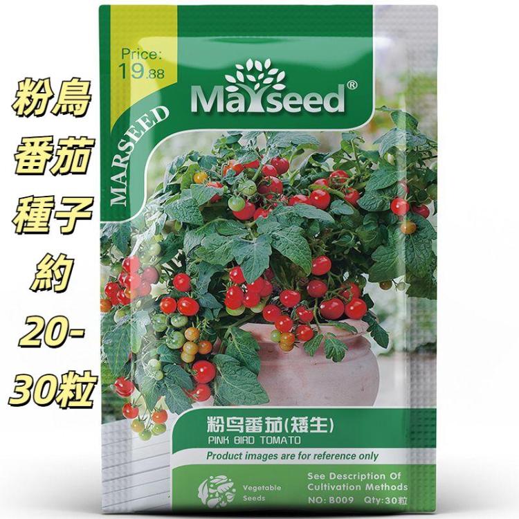 MARSEED 20-30pcs /Pack Potted Dwarf Pink Bird Tomato Seeds