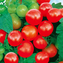 MARSEED 20-30pcs /Pack Potted Dwarf Pink Bird Tomato Seeds