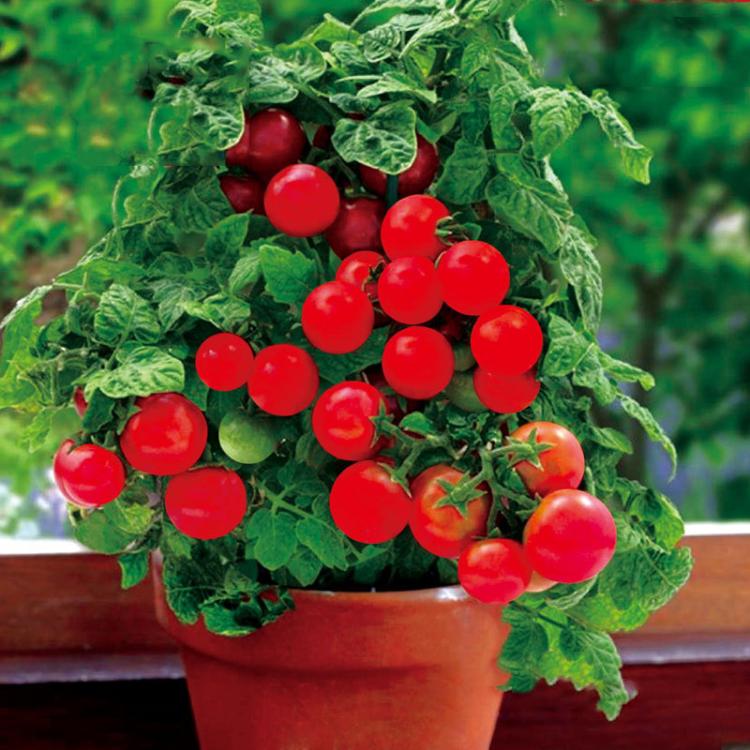 MARSEED 20-30pcs /Pack Potted Dwarf Pink Bird Tomato Seeds