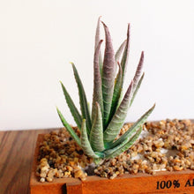 Load image into Gallery viewer, Artificial Mini Aloe Plastic Plants Craft Floristry Landscape Garden Family Office Decoration, Green not Flocked, Flocking Green Red Tip, Flocking Green Yellow Tip
