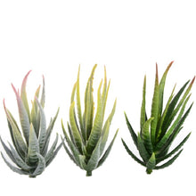 Load image into Gallery viewer, Artificial Mini Aloe Plastic Plants Craft Floristry Landscape Garden Family Office Decoration, Green not Flocked, Flocking Green Red Tip, Flocking Green Yellow Tip