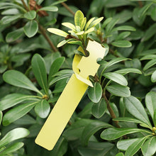 Load image into Gallery viewer, 100 PCS Gardening Plant Sapling Seed Hanging Tree Label, Plant Label 5 Yellow, Plant Label 5 Green, Plant Label 5 Blue, Plant Label 5 Red, Plant Label 5 White, Plant Label 5 Pink