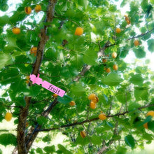 Load image into Gallery viewer, 100 PCS Gardening Plant Sapling Seed Hanging Tree Label, Plant Label 5 Yellow, Plant Label 5 Green, Plant Label 5 Blue, Plant Label 5 Red, Plant Label 5 White, Plant Label 5 Pink