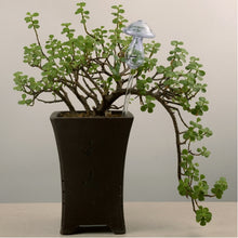 Load image into Gallery viewer, Mushroom Shape House Plants Flowers Water Feeder Automatic Self Watering Clear Glass Devices