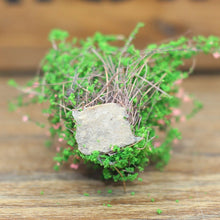 Load image into Gallery viewer, Artificial Handmade Model Material Sand Table Building Bush Flower Finished Flower